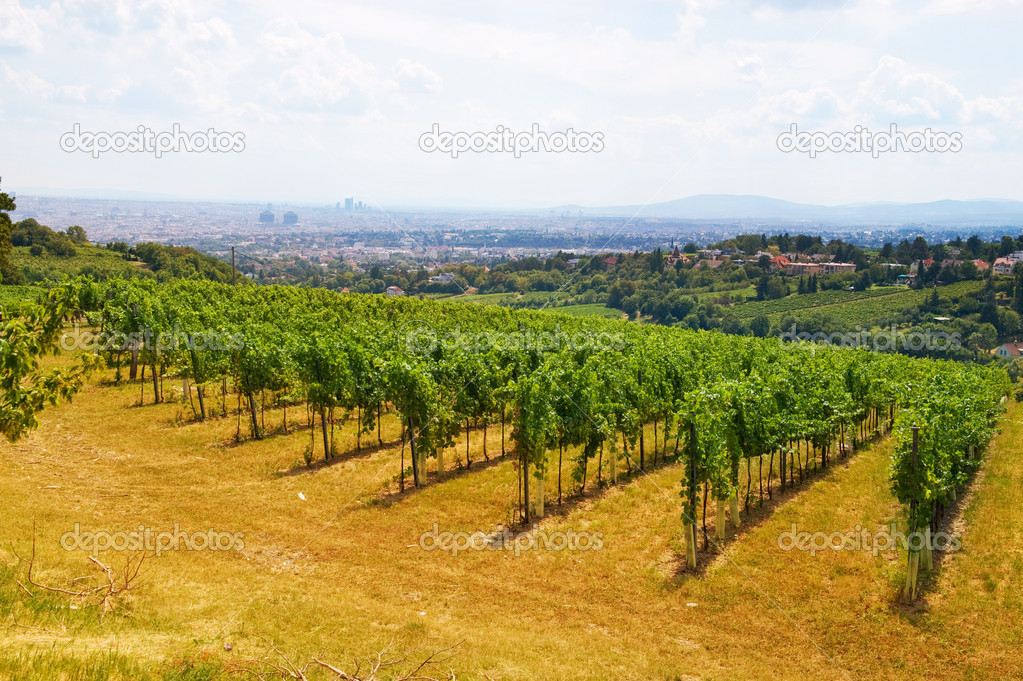 vineyards in the Vienna Woods