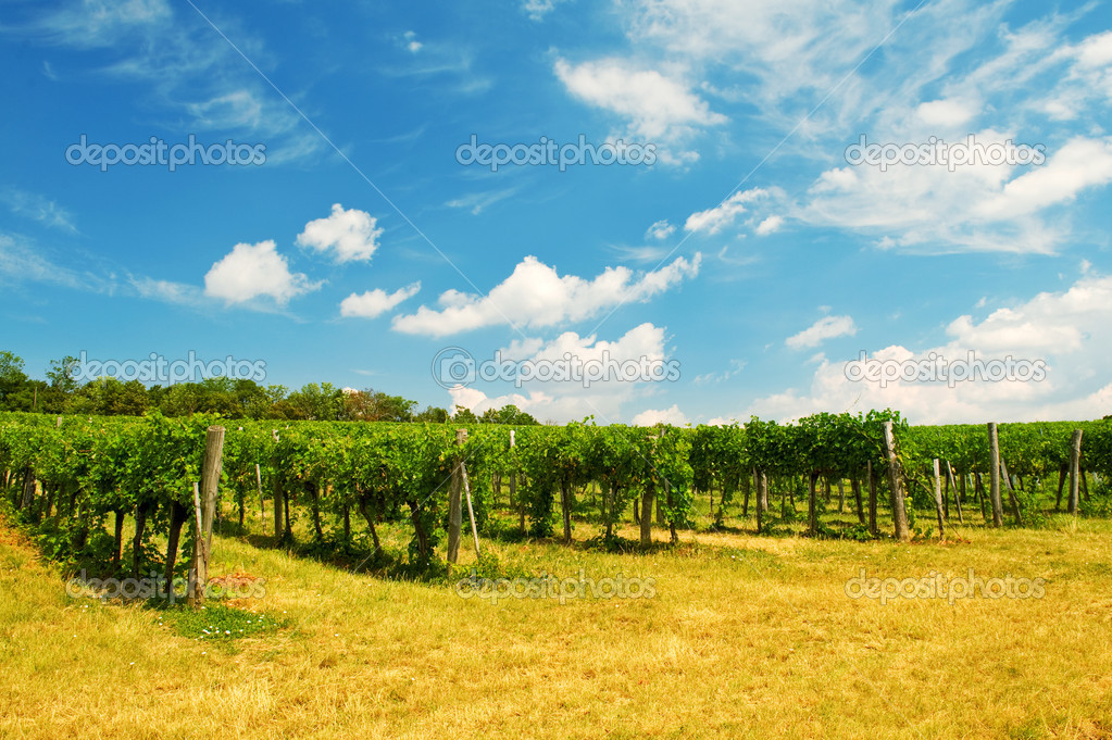 Wine yard Vienna — Stock Photo © Garry518 31204001