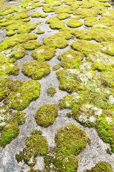 Камень, покрытый зеленым мхом — стоковое фото