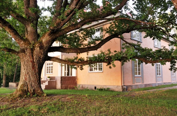 Huge oak tree near the old mansion — Stock Photo, Image