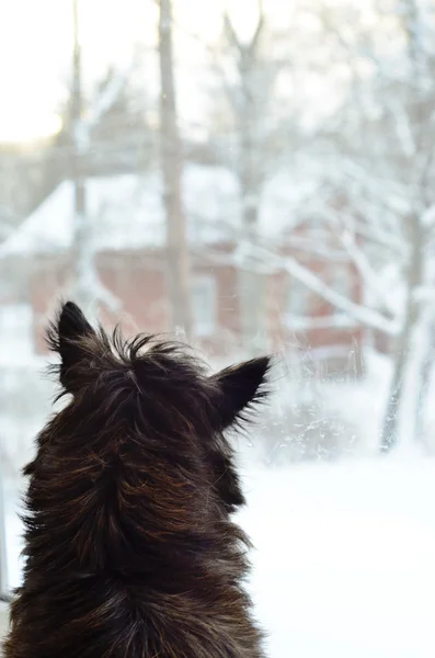 Cane che guarda fuori dalla finestra — Foto Stock