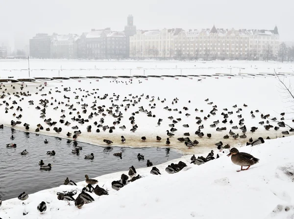 Many ducks on the pond in winter — Stock Photo, Image