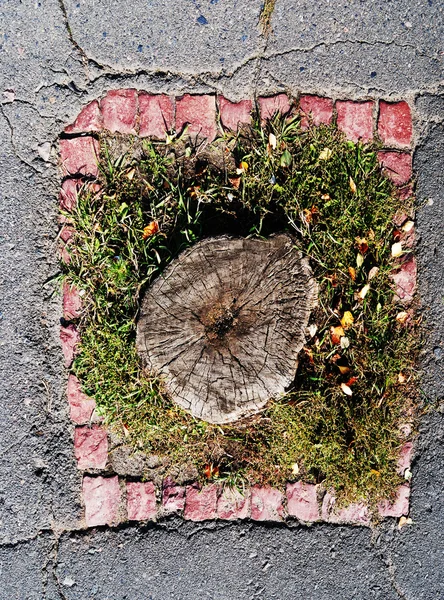 Stump in the centre of the liitle grass-plot — Stock Photo, Image