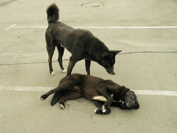 Два бродячих собак — стокове фото