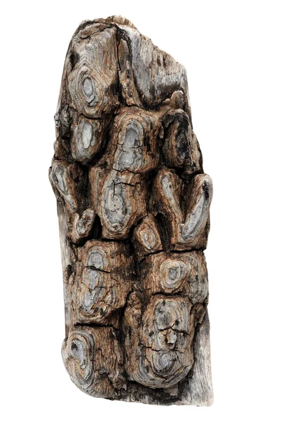 Part of dried cedar bark — Stock Photo, Image