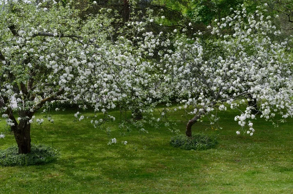 Two apple trees blooming in the garden — Stock Photo, Image