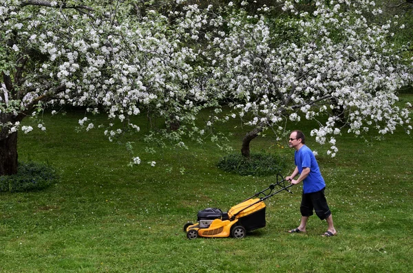 Man with lawn mower in garden, blooming apple trees — Stock Photo, Image