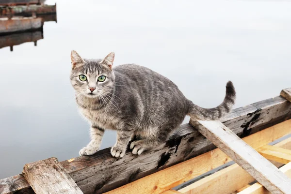 Gatto su un molo — Foto Stock