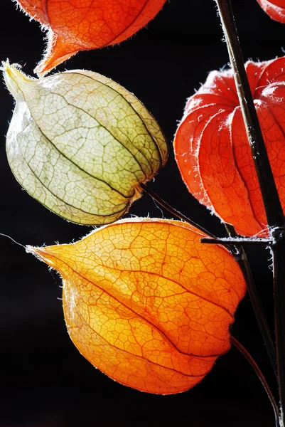 黒の背景に隠れてに対してホオズキのオレンジ、緑と黄色の花 — Stock fotografie