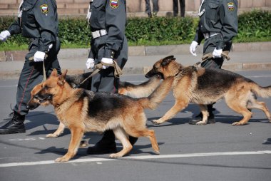 Polis sokakta yürürken köpekleri ile