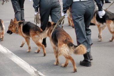 polis köpekleri ile