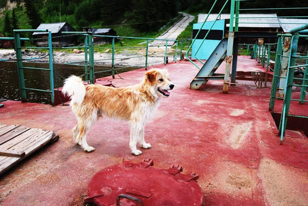 Brown mongrel on the landing place in Russia — Stock Photo, Image