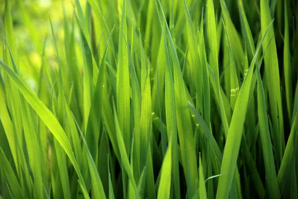 Primer plano de la hierba verde exuberante — Foto de Stock