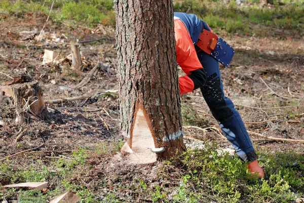 Der Holzfäller fällt einen Baum — Stockfoto