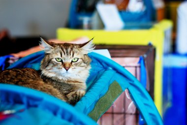 olay yerine kedi göstermek