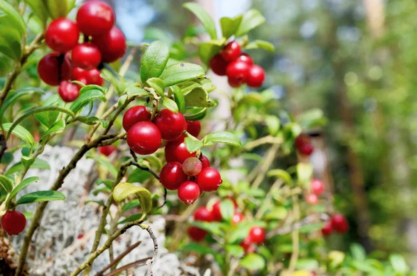 Mirtilli rossi e muschio nella foresta — Foto Stock