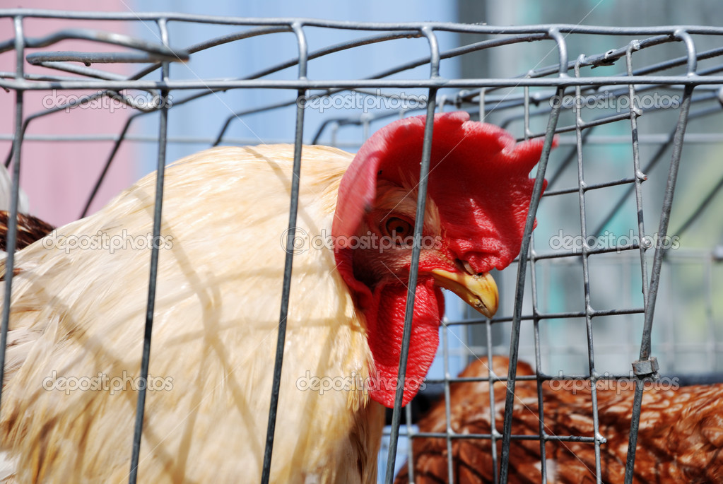 Grosso gallo nero nel suo
