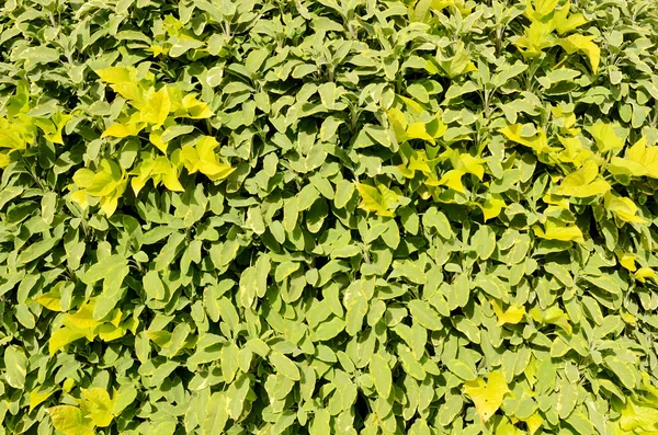 葉の鮮やかな美しい緑の背景 — ストック写真