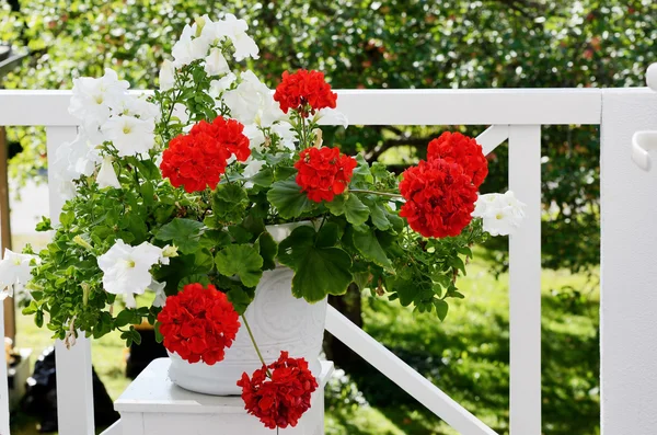 Geranienblüten im weißen Topf — Stockfoto