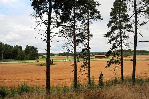 Paisaje rural en Finlandia, pino, campo, carretera, otoño — Foto de Stock