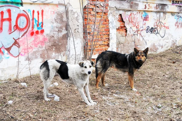 Två gatuhundar i bakgrunden av väggen med graffiti — Stockfoto