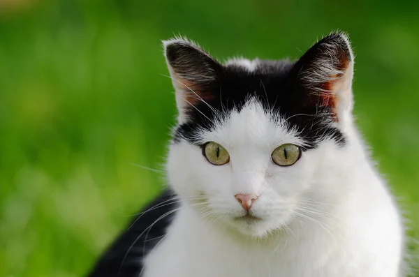 Kat op zoek naar voren tegen een groene achtergrond — Stockfoto