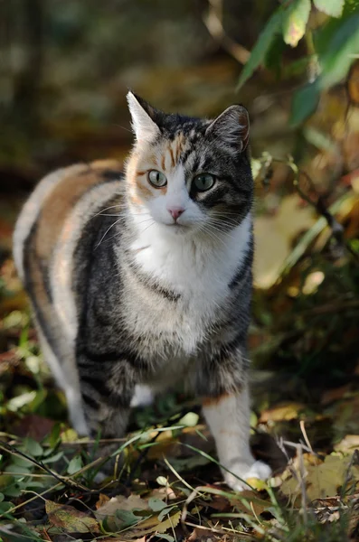 Кошка в ожидании в лесу — стоковое фото