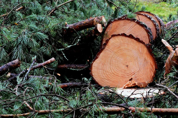Felled pine tree in the forest — Stock Photo, Image