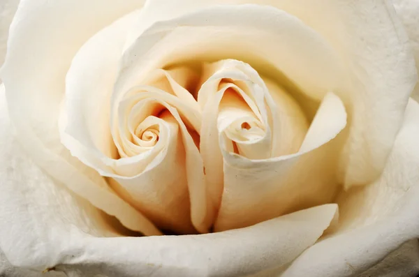 Beautiful tea rose petals close up — Stock Photo, Image