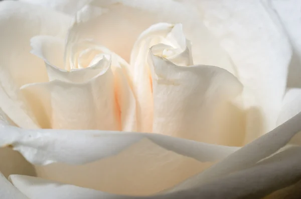 Beautiful tea rose petals close up — Stock Photo, Image