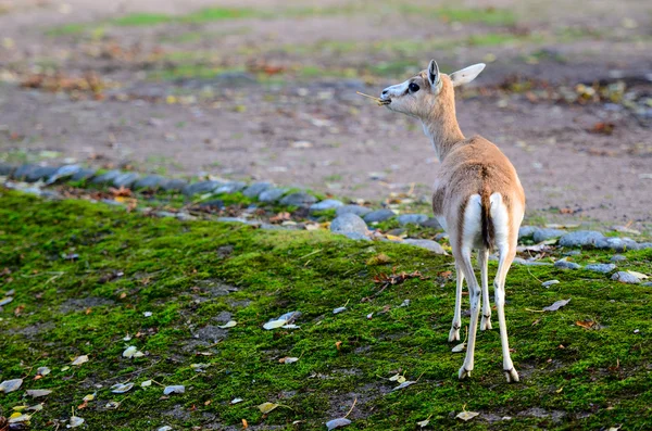 Persische Gazelle im Herbst im Freien — Stockfoto