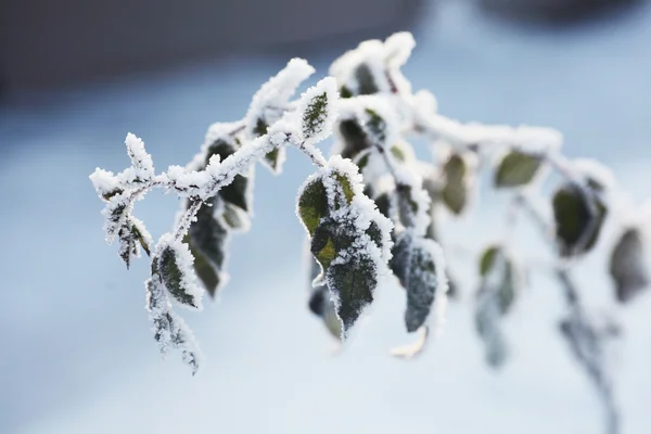 Frusen gren med blad mot himlen, vinterlandskap — Stockfoto