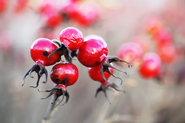 Primer plano de las caderas rojas — Foto de Stock