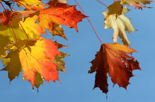 Foglie d'autunno contro il cielo limpido — Foto Stock