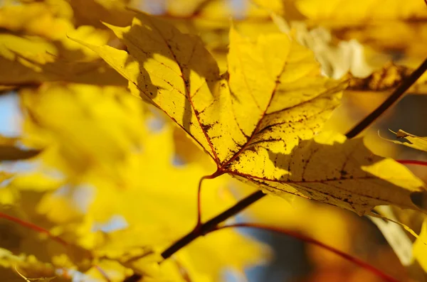 Foglie d'autunno contro il cielo limpido — Foto Stock