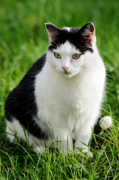 Katze vor grünem Hintergrund — Stockfoto