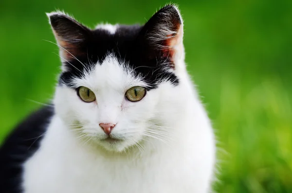 Gatto curiosamente in attesa — Foto Stock