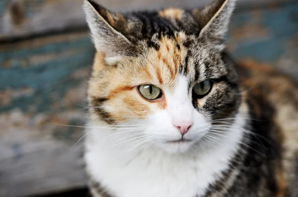 Tricolor cat looking away — Stock Photo, Image