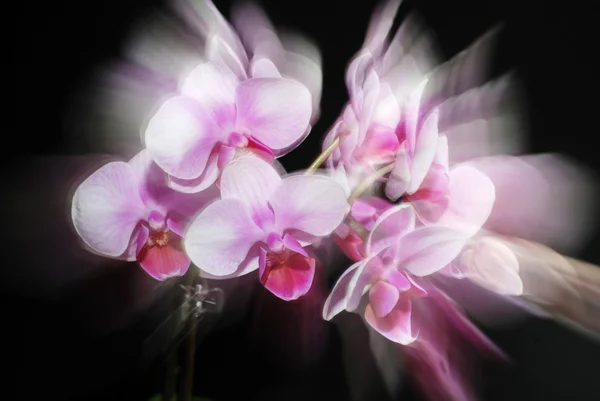 Koyu arka plan üzerinde güzel pembe orkide — Stok fotoğraf
