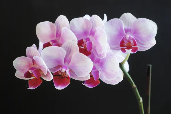 Koyu arka plan üzerinde güzel pembe orkide — Stok fotoğraf