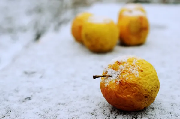 Морщинистые желтые яблоки в снегу — стоковое фото