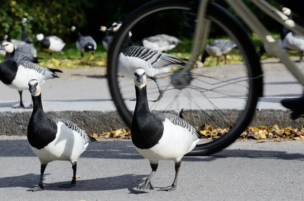 Ganzen in het park voor fietspad wielrenner — Stockfoto
