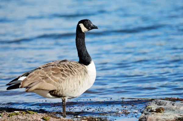 Ganzenlever op Golfkust van de Baltische Zee — Stockfoto