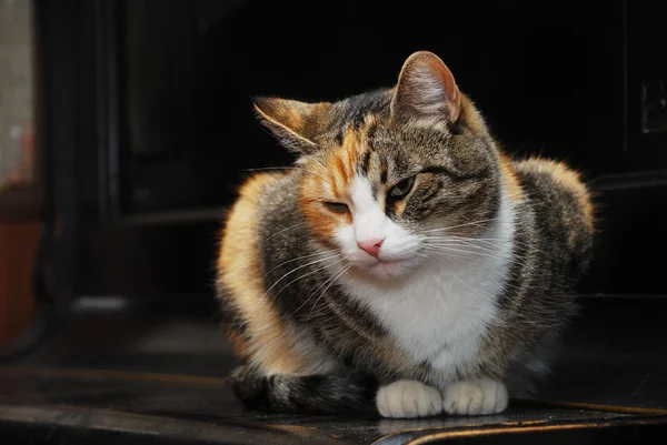 Трехцветная кошка лежит на пианино — стоковое фото