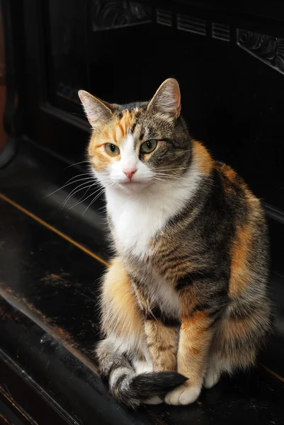 Tricolor cat sits on the piano — Stock Photo, Image