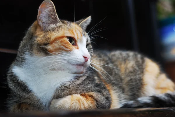 Driekleurige kat ligt op de piano — Stockfoto