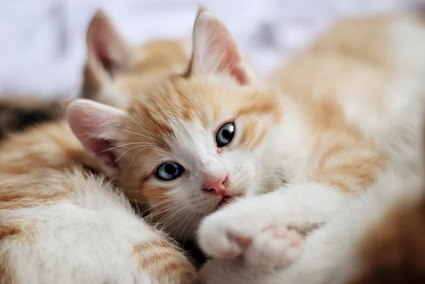 Gatinho doce olhar para a câmera — Fotografia de Stock