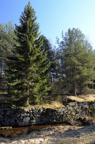 Verlaten kanaal oude gracht in het bos — Stockfoto