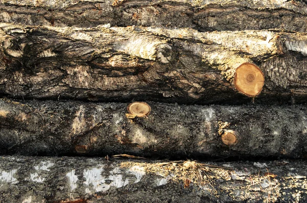 Stack of wood felled birch logs — Stock Photo, Image