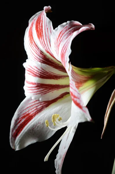 Kvetoucí Amarylis na tmavém pozadí — Stock fotografie